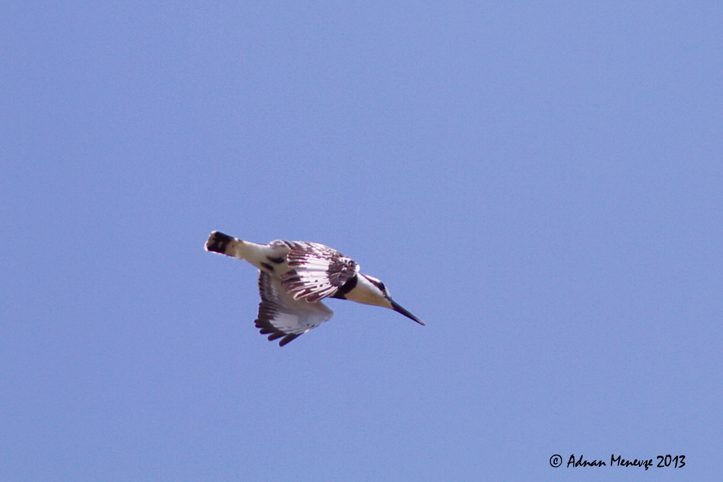 Pied Kingfisher